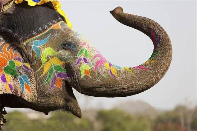 painted elephant